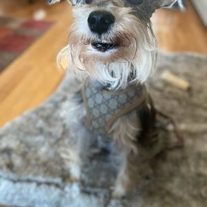 Dog n cat harness &leash sets